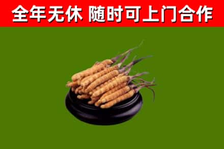 色达回收散虫草